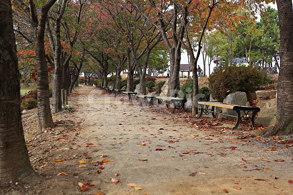 단풍길,길,산책로,단풍,낙엽,나무,식물,자연,풍경,로드,나뭇잎,가을,계절,fall,autumn,season,자연,풍경,nature,landscape,furniture,가구,plant,tree
