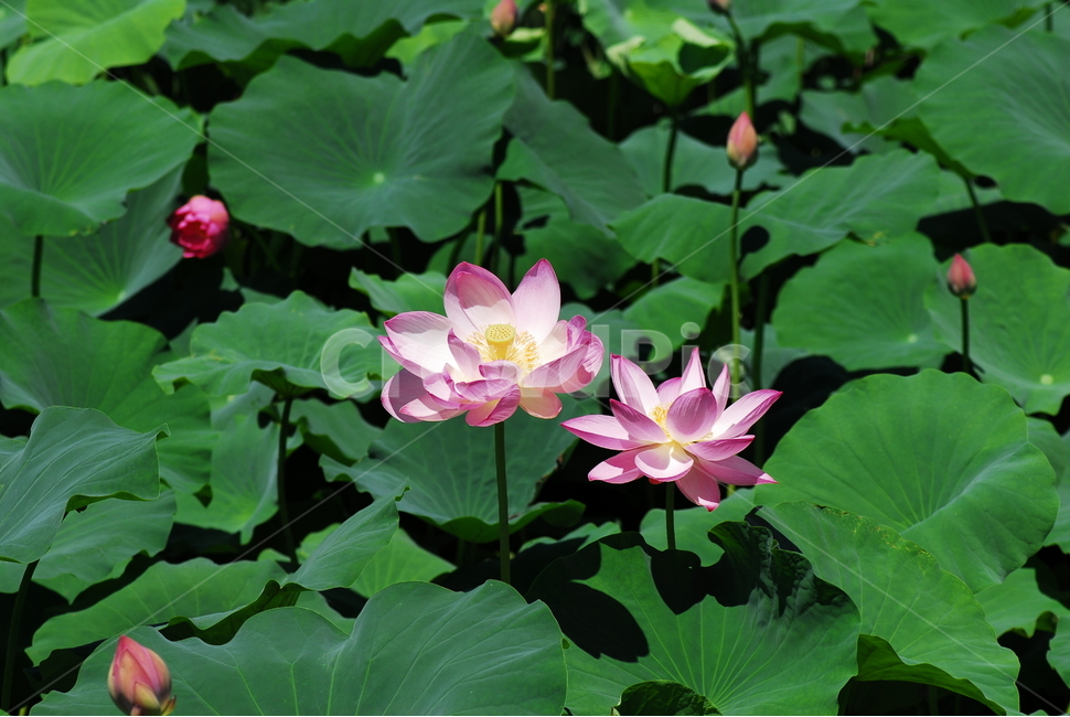 꽃,연꽃,궁남지,불교,여름,식물,자연,plants,nature,꽃,flower