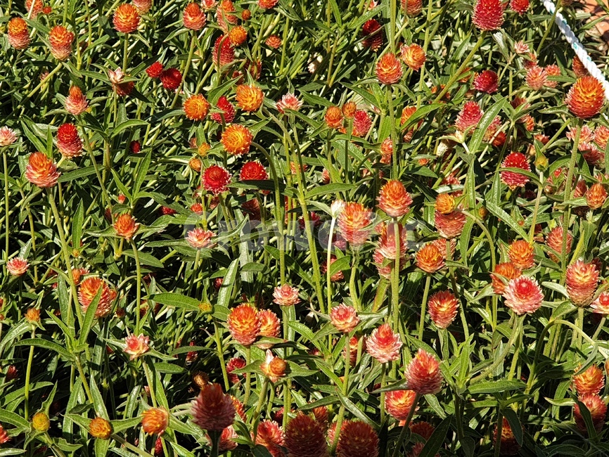 봄,꽃,꽃밭,flower,plant,식물,주황꽃,주황색꽃