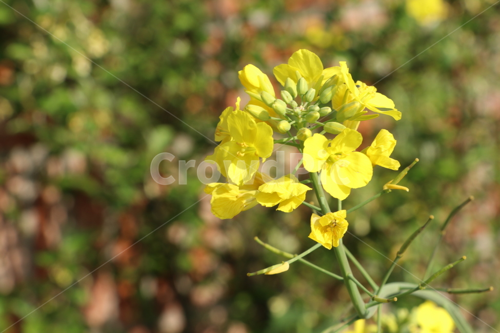 유채꽃, 꽃, 식물, flower, plant, 사진,이미지,일러스트,캘리그라피 - phototo73작가