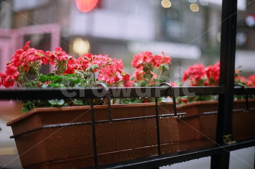 꽃,비,식물,화분,창가,테라스,식물,자연,plants,nature,꽃,flower,비,비오는날,rain,rainy,감성,sensible,feeling