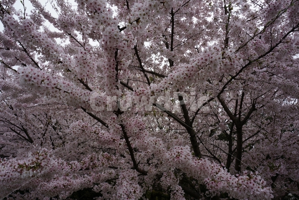 벚꽃,꽃,식물,cherryblossom,flower