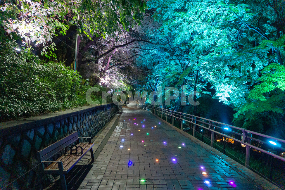 자유공원,산책,야경,벤치,공원,의자,bench,chair,prak,길,산길,숲,숲길,오솔길,수풀,나무,자연,led,조명,tree,통행로,path,nature