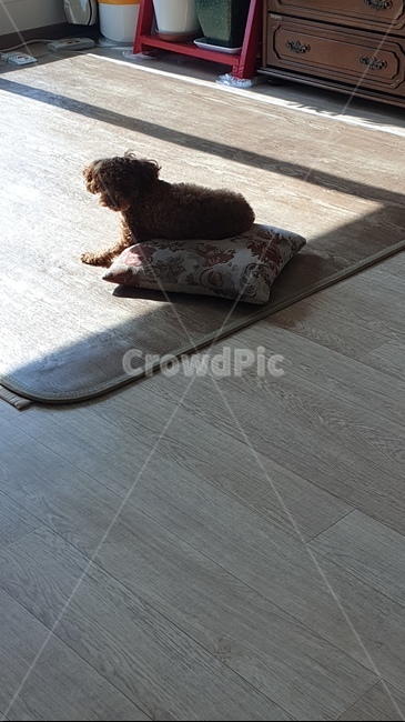 강아지,개,애견,동물,바닥,동물,animal,포유류,mammal,개,강아지,dog,doggy