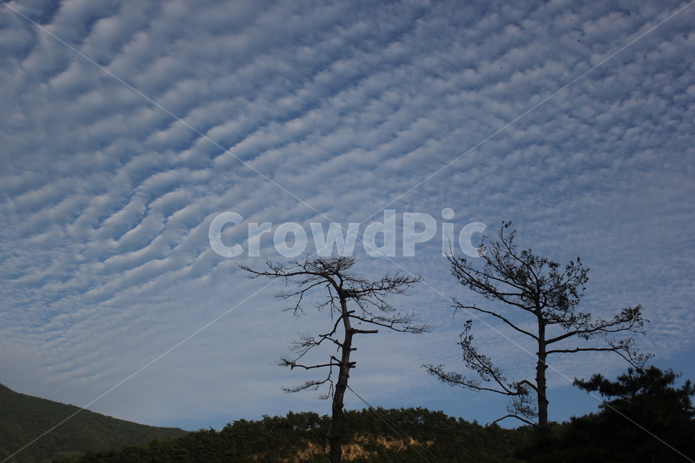 소나무,tree,하늘,sky,구름,cloud,권적운,물결구름,자연,nature,mood,가을,fall,autumn