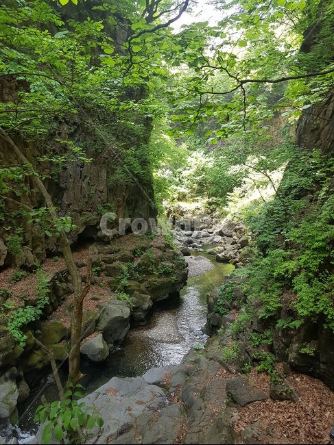 원주,용수골계곡,휴양림,나무,백운산