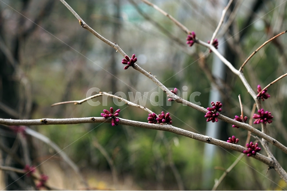 꽃눈,봄,가지,나무,spring,nature,branch,flowerbud,봄소식,식물,자연,plants,nature,꽃,flower
