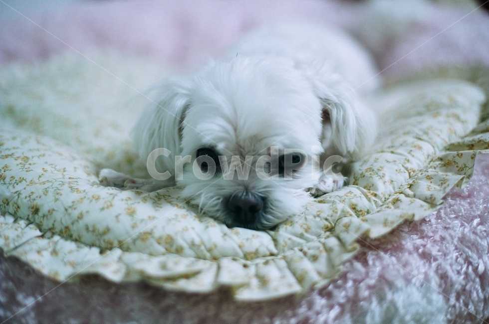 강아지,말티즈,반려견,개,누워있는강아지,귀여운강아지,귀여움,dog,동물,멍멍이,댕댕이,애완견,animal,포유류,가족,동물,animal,포유류,mammal,개,강아지,dog,doggy