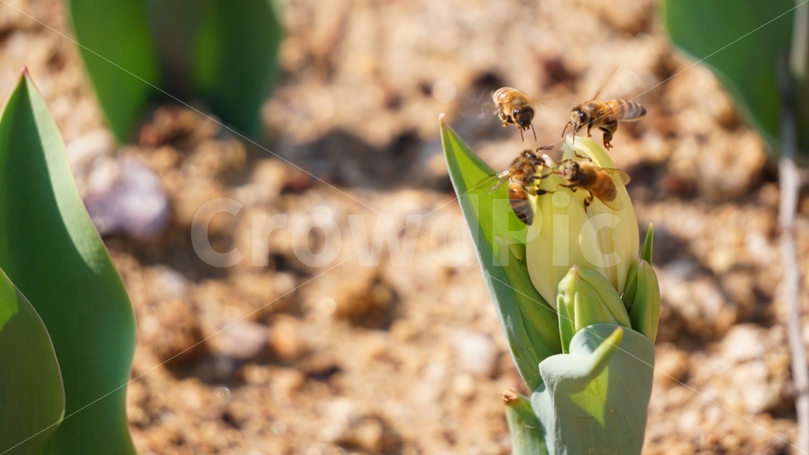 벌,꽃,봄,bee,flower,spring,접사,배경,이미지,식물,자연,plants,nature,동물,animal,곤충,벌레,insect,bug,꽃,flower