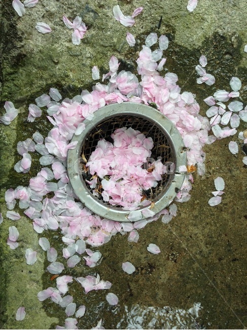 벚꽃,벚꽃엔딩,벚꽃잎,봄,봄이미지,봄,계절,spring,season,꽃,flower,plant,식물,blossom,petal,꽃잎