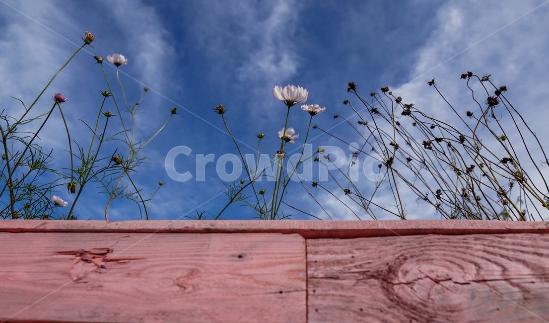 꽃,flower,가을,하늘,분홍,식물,자연,plants,nature,꽃,flower