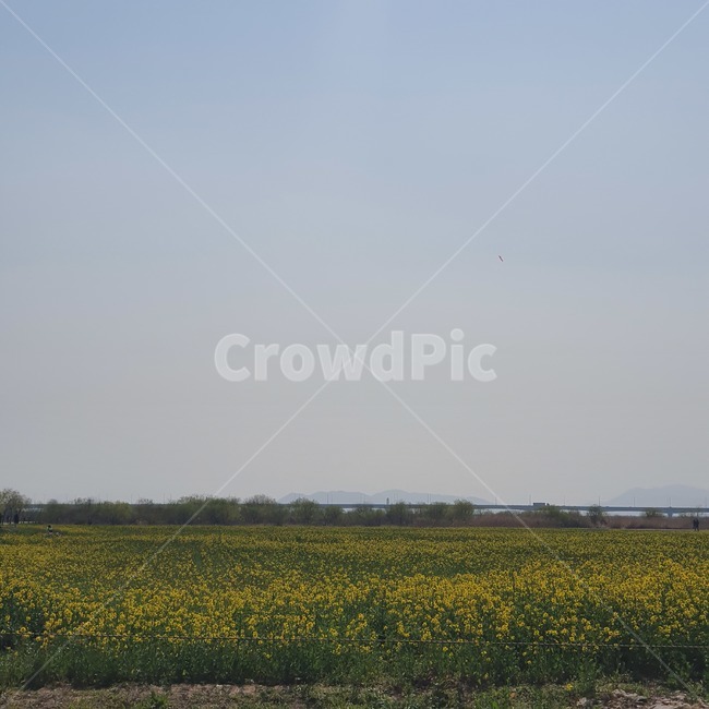 field,들,grassland,목초지,outdoors,옥외,nature,자연,유채꽃,flower