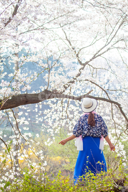 벚꽃,사람,의류,의복,plant,식물,human,person,감성