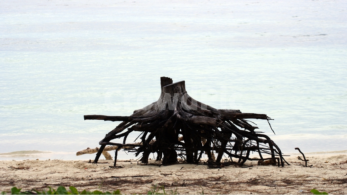 해변가나무,고목,물고기집,바다,흐린바다,물고기사는곳,자연,풍경,nature,landscape,해변,바다,beach,sea,wood,나무