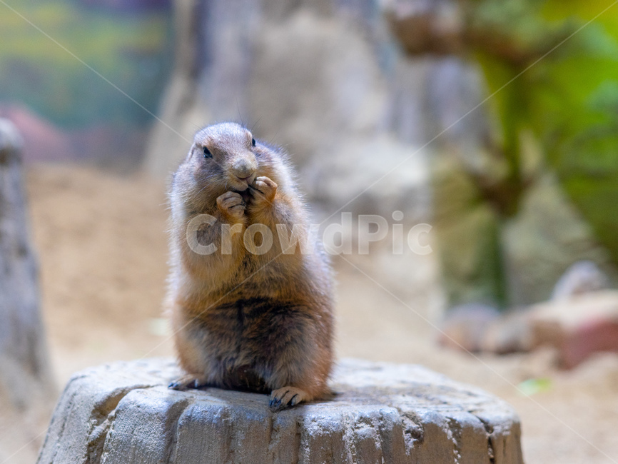 프레리도그,프레리독,마멋,견과류,동물,동물,animal,포유류,mammal
