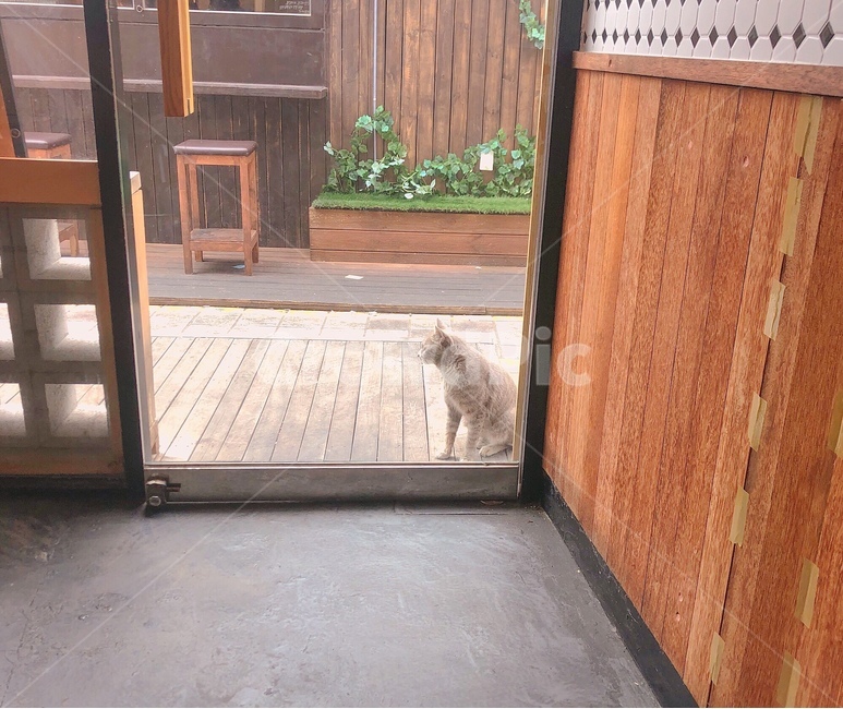 고양이,따스함,분위기,음식점,동물