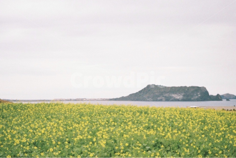 필름,필름카메라,필카,제주,제주도,유채꽃,꽃,field,들,outdoors,nature,자연,제주도,jeju,jeju island