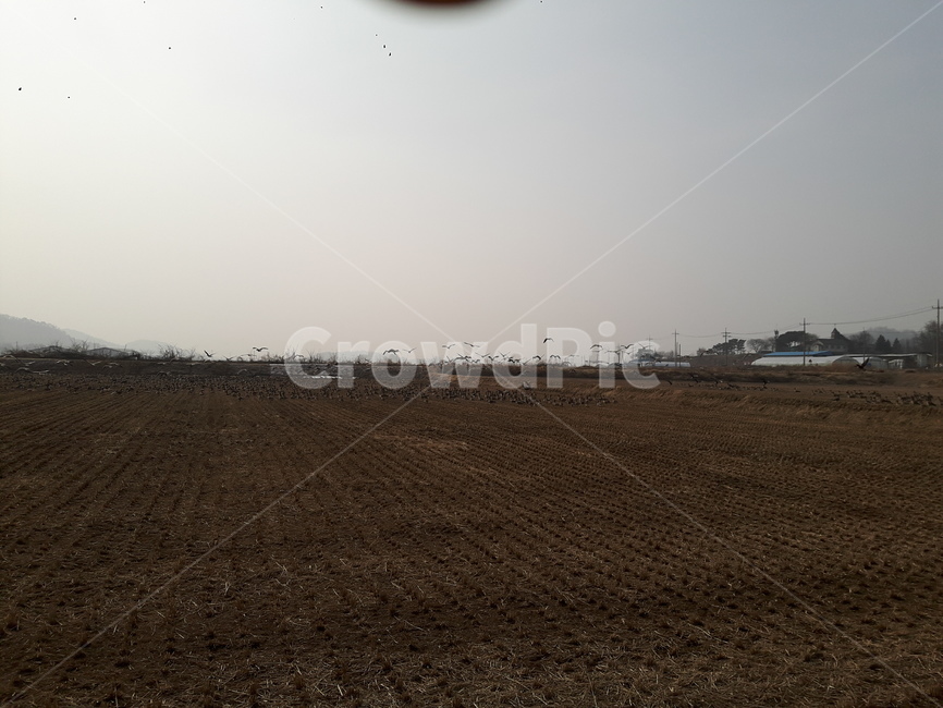 자연,풍경,철새,아름다움,생명,시골,마을,풍경,landscape,country,rural,town