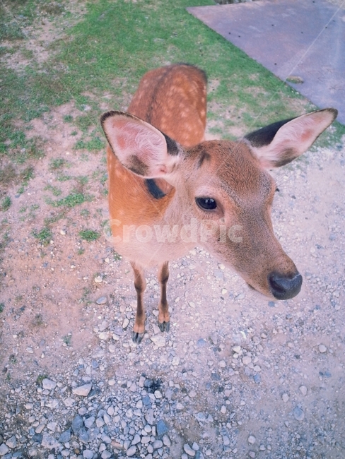 동물,사슴,귀여움,동물사진,대두샷,동물,animal,포유류,mammal