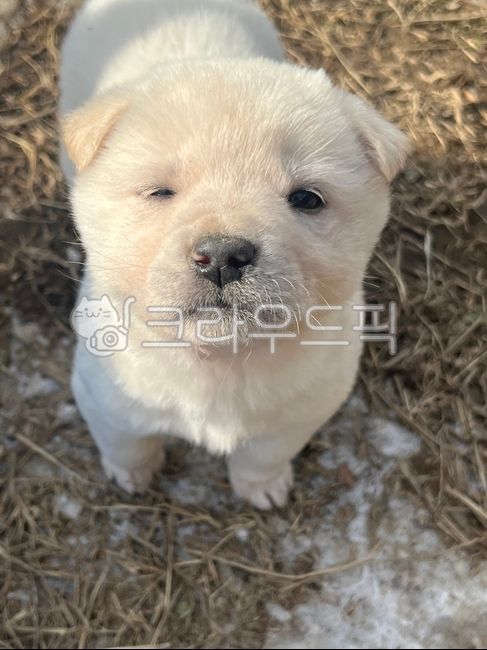 동물,새끼강아지,시골강아지,시고르자브종,귀여운,사랑스러운,윙크,퍼피,animal,애완동물,dog,개,puppy,mammal,강아지,pet,포유류