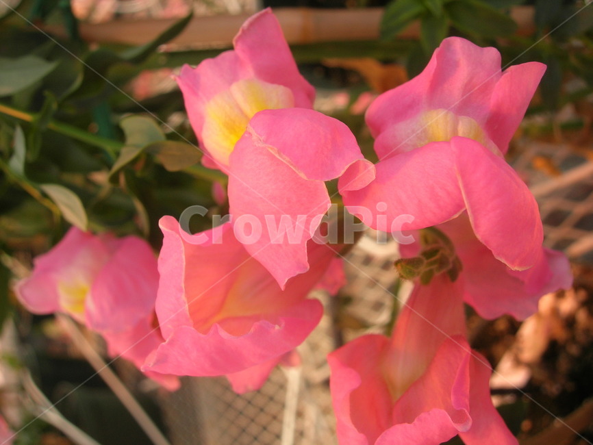 plant,식물,flower,blossom,꽃,petal,pink,분홍