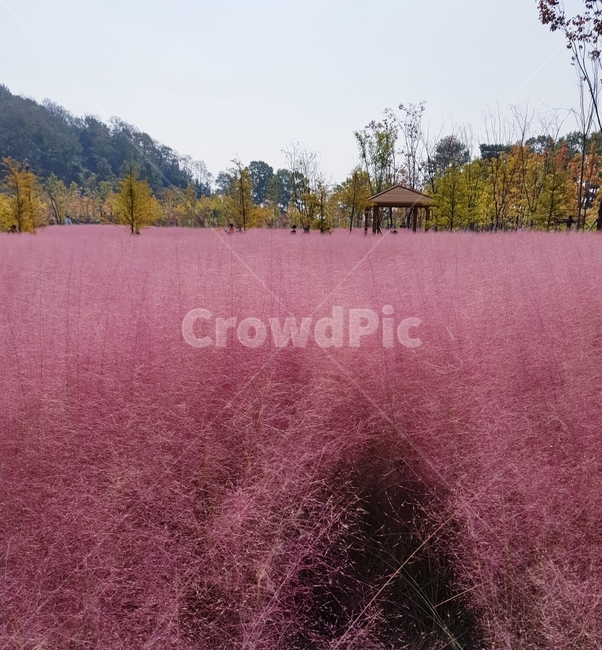 핑크뮬리,가을,핑크,갈대,정자