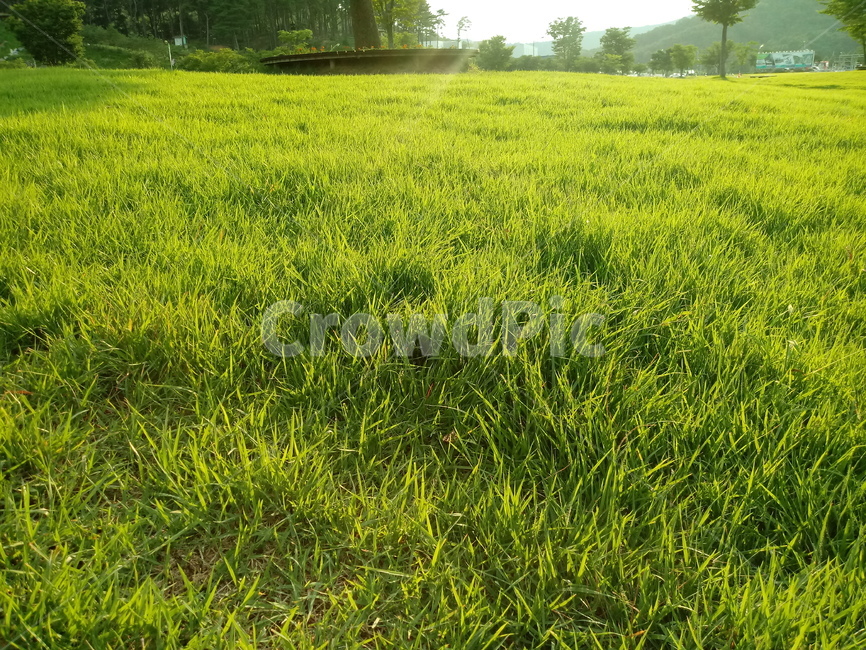 잔디,lawngrass,들,field,나무,식물,grassland,자연,plant,nature,식물,자연,plants,nature