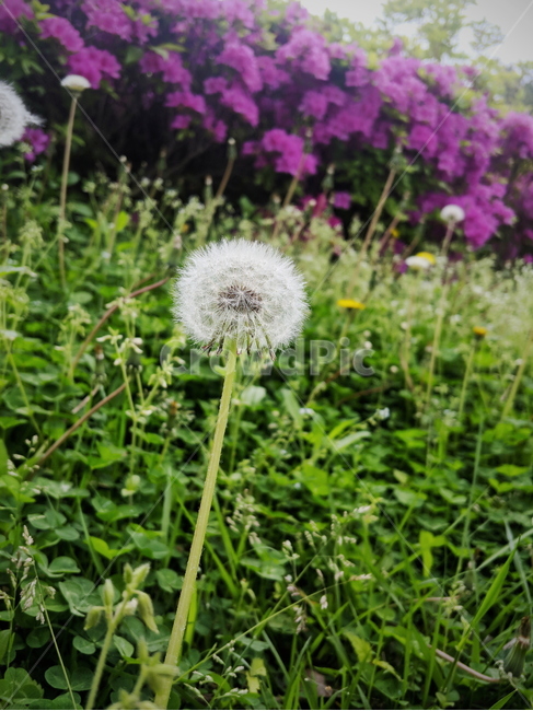민들레,봄,자연,배경,꽃