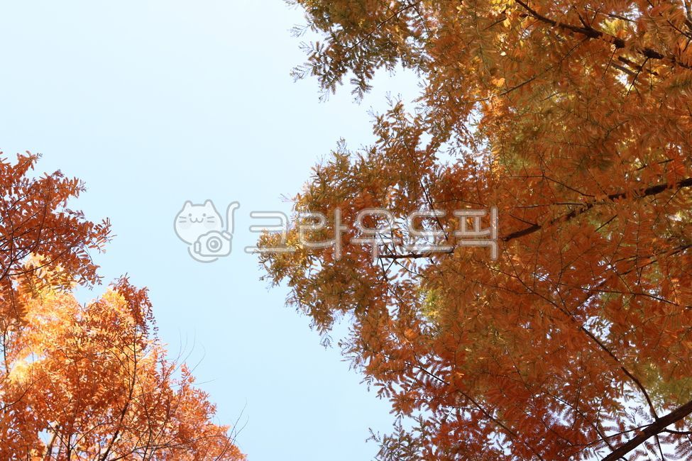 단풍나무, 가을, 단풍, 가을나무, 가을하늘, 사진,이미지,일러스트,캘리그라피 - 오오키작가
