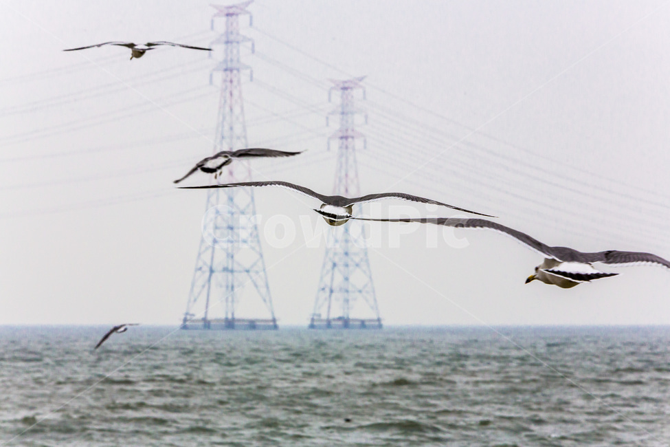 갈매기,바다,송전탑,환경,자연,항구,동물,animal,조류,새,birds