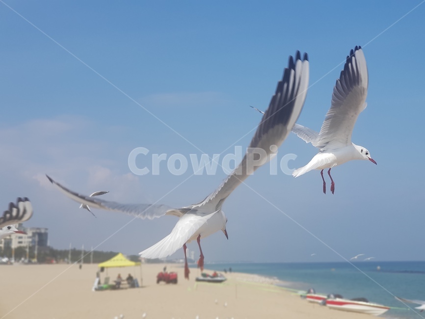 바다,갈매기,겨울바다,백사장,하늘,동물,animal,조류,새,birds