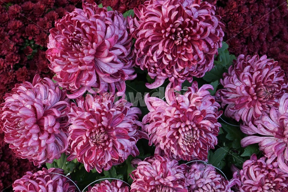 chrysanthemum,국화,가을,전시,핑크,꽃,계절,우아함,꽃송이,autumn,fall,flower,season,smell,elegance,bloom,노랑,yellow,floral,nobility,고귀함,향기,가을대표,대국,식물,자연,plants,nature,꽃,flower