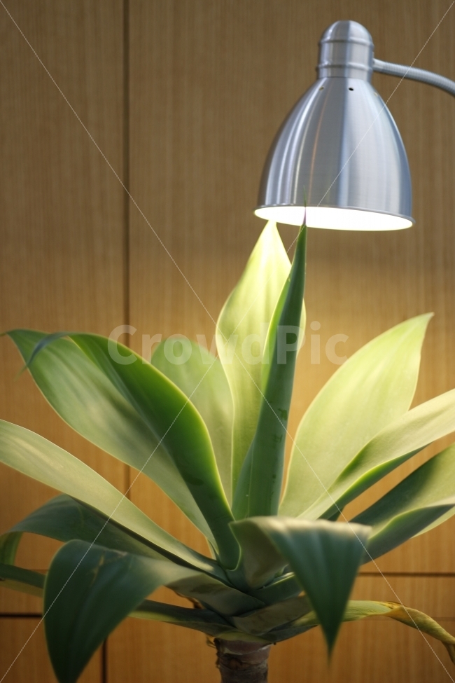 화분,식물,조명,우드,벽,초록,하이라이트,카페,식물,자연,plants,nature,인테리어,실내디자인,interior design