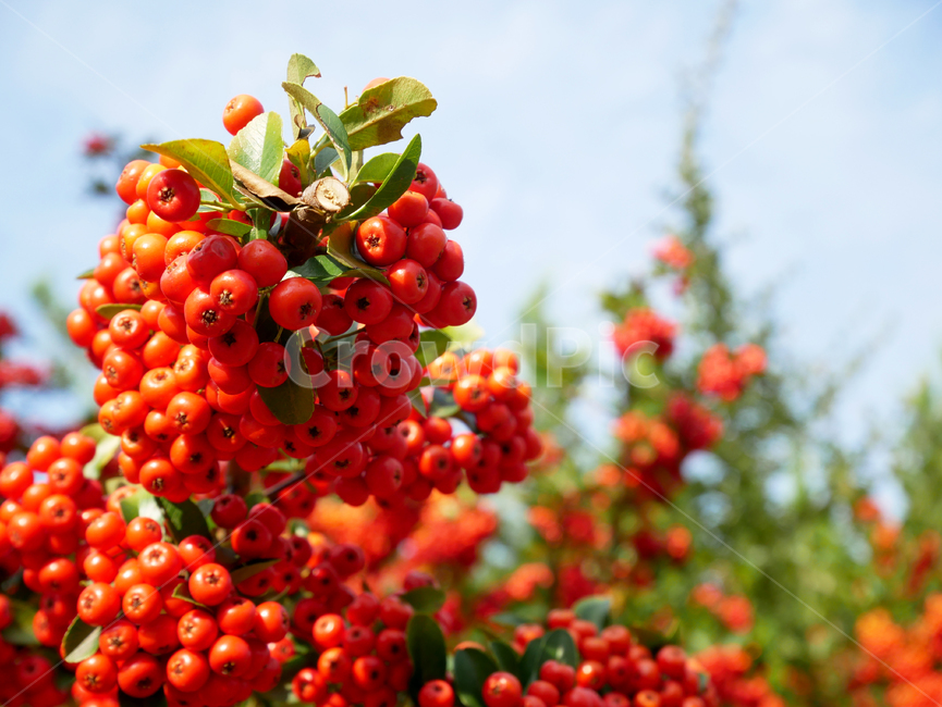 자연,꽃,봄,spring,열매,빨강,과일,열매,fruit