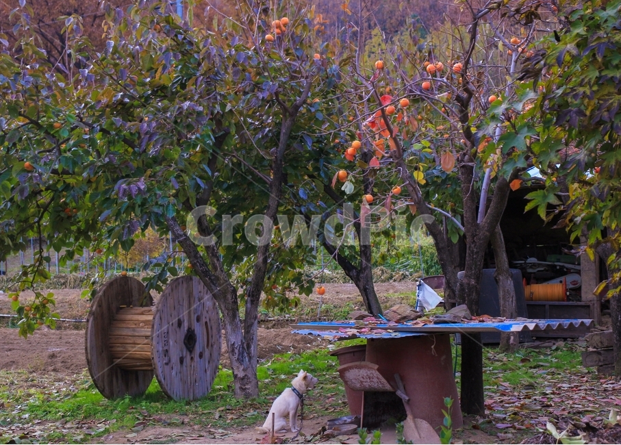 감나무,시골,풍경,강아지,자연,식물,동물,나무,초록,가을,계절,fall,autumn,season,시골,마을,풍경,landscape,country,rural,town,식물,자연,plants,nature,나무,trees,wood,동물,animal,포유류,mammal,개,강아지,dog,doggy,machine,기계,wheel,바퀴