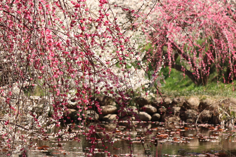 꽃,flower,자연,봄날,능수홍매화,감성,배경화면,식물,자연,plants,nature,꽃,flower