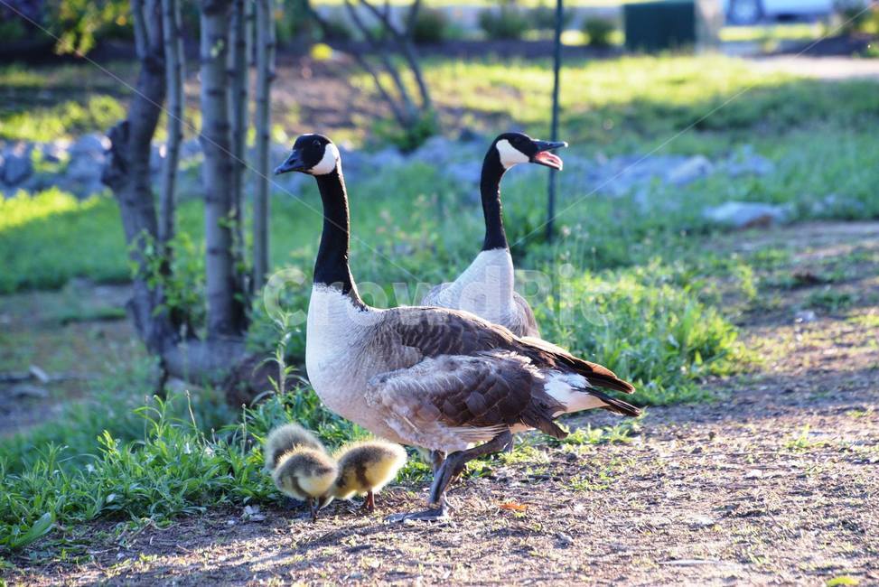 love,ducklings,young,goosecubs,guard,dedication,life,parents and children,chick,duck family,accompany,Wild goose family,childcare,duckling,family