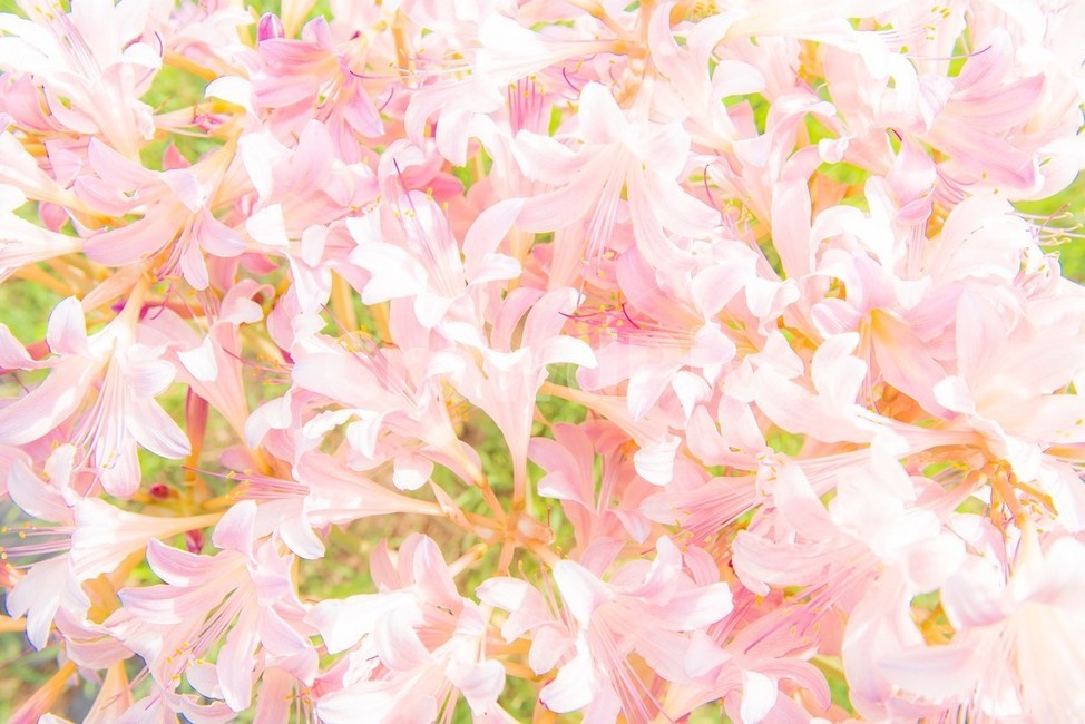 꽃,사상화,화단,화원,원예,식물,자연,화사한,flower,풀,봄,계절,spring,season,식물,자연,plants,nature,꽃,flower,색깔,색상,색채,색감,color sense,color sensitivity,feeling of color,plant,petal,꽃잎,blossom