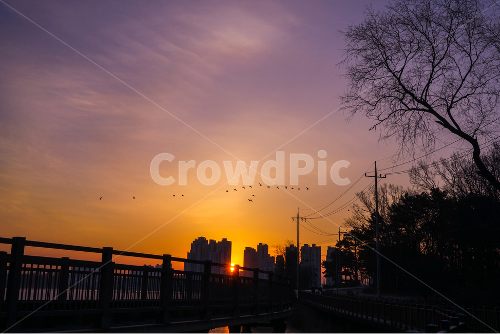 새,조류,동물,겨울철새,철새,이동,비행,새벽,여명,하늘,도시,풍경,city,landscape,실루엣,그림자,silhouette,shadow,nature,자연,outdoors,옥외,dawn,sunset,일몰,red sky,붉은 하늘,sky,dusk,황혼