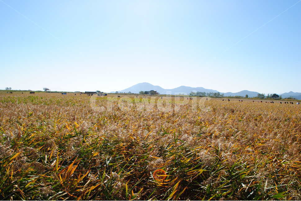 갈대,하늘,가을풍경,산,sky,순천,순천만습지,가을,계절,fall,autumn,season,field,들,grass,잔디,plant,식물,nature,자연