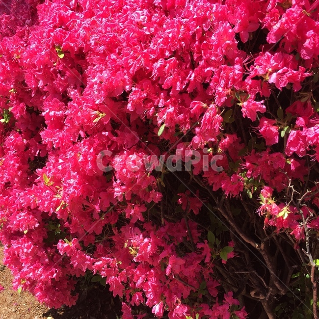 분홍꽃,꽃,분홍색,철쭉,철쭉꽃,분홍철쭉,식물,자연,plants,nature,꽃,flower