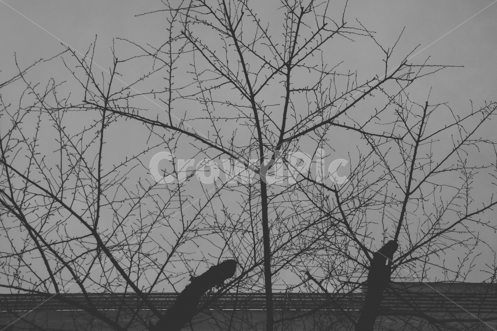 겨울,쓸쓸함,흑백사진,나목,추위,스냅사진,겨울,계절,winter,season,식물,자연,plants,nature,나무,trees,wood,흑백,모노톤,monochrome,black and white