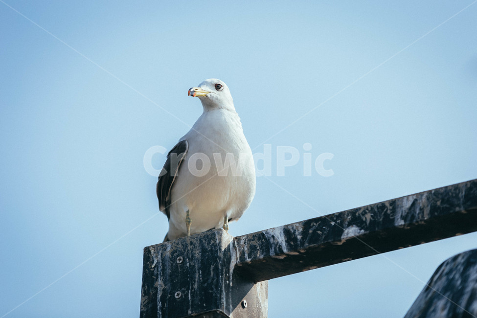 seagull,갈매기,animal,동물,bird,새