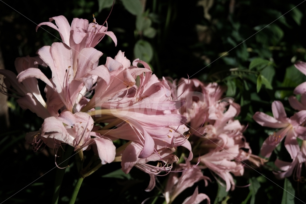 꽃,상사화,분홍꽃,분홍색,당진,검은배경,식물,자연,plants,nature,꽃,flower