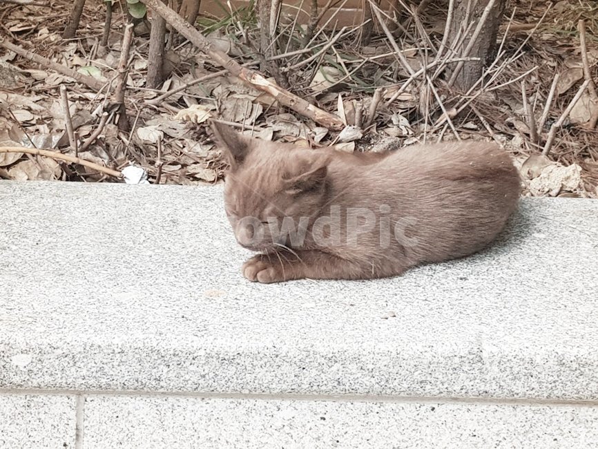 고양이,길,갈색,동물,거리,동물,animal,포유류,mammal,고양이,cat,kitten,kitty