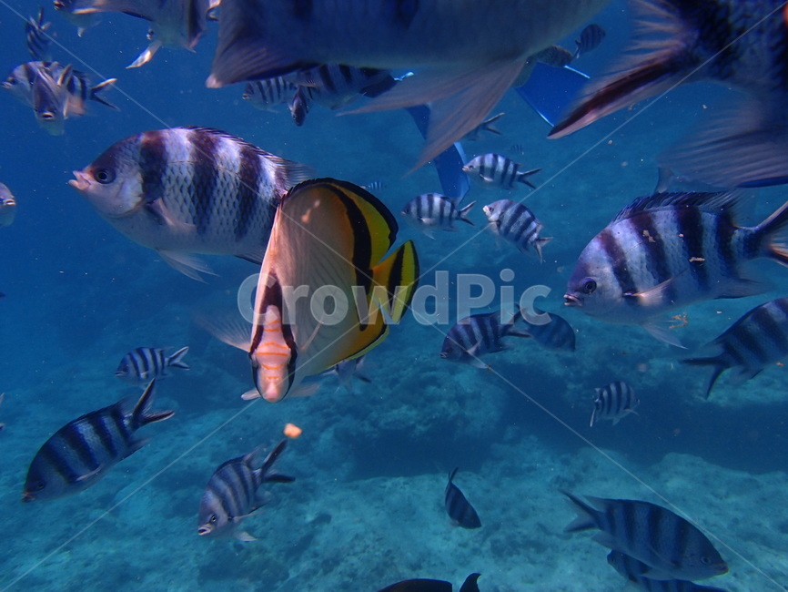 water,물,물고기,스노클링,fish,동물,자연,nature,어류,물고기,fish