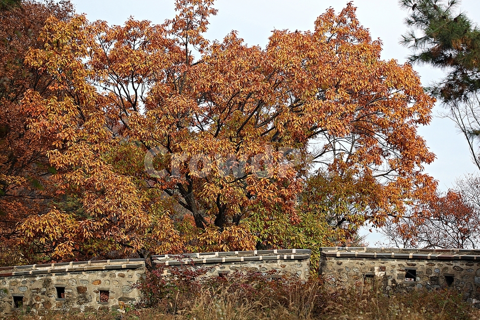 남한산성,성,성곽,단풍,낙엽,길,둘레길,숲,숲길,담,돌담,가을,자연,풍경,벽,울긋불긋,산성,식물,가을,계절,fall,autumn,season