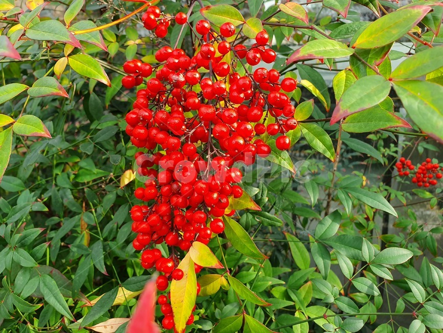 plant,식물,green,leaf,잎,열매,red,fruit,과일,열매,fruit