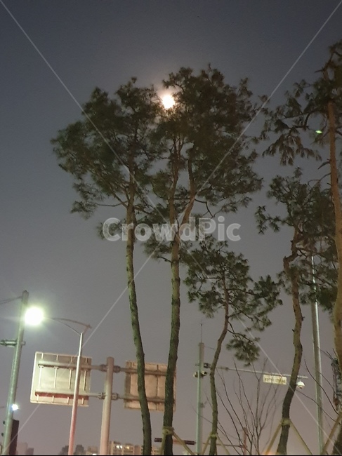 풍경,나무,달,하늘,밤풍경,야경,밤,풍경,nightscape,night,landscape