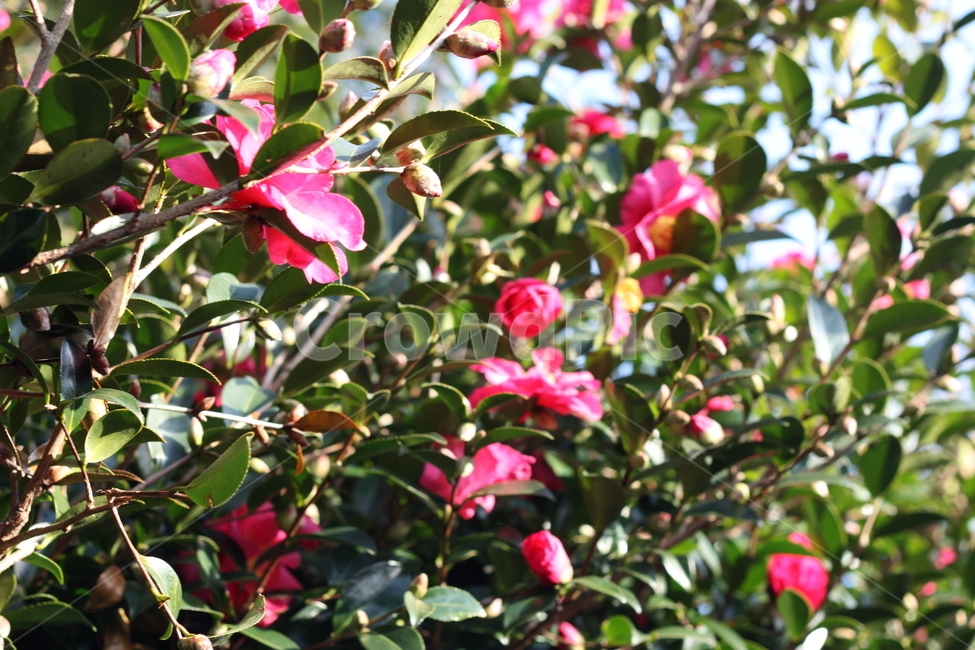 자연,꽃,동백꽃,식물,초록,식물,자연,plants,nature,꽃,flower